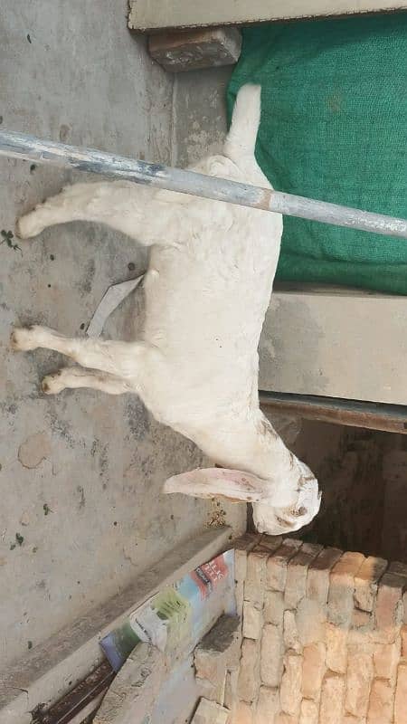 Ghabban Bakri 2