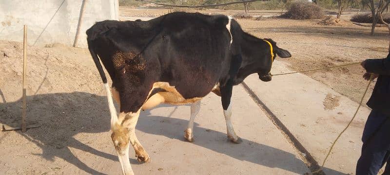 Cow for sale 0