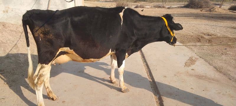 Cow for sale 1