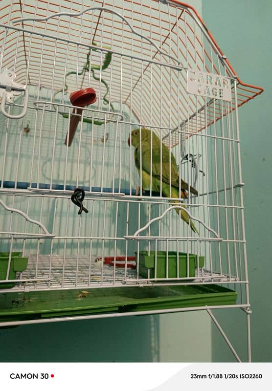 Ring Neck parrot 0