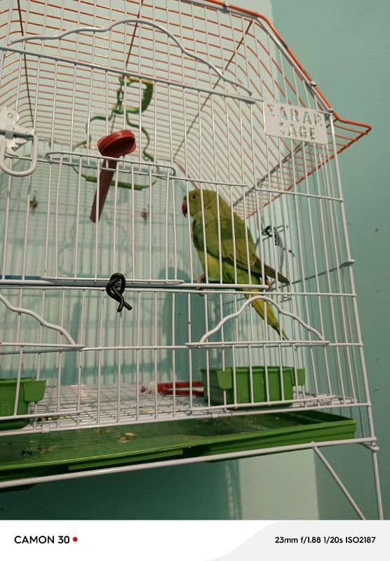 Ring Neck parrot 1