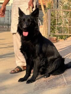 Full Black long coat German shepherd Female available for sell