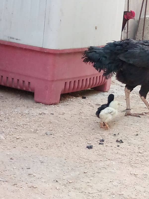 Hens with 2 chicks 1