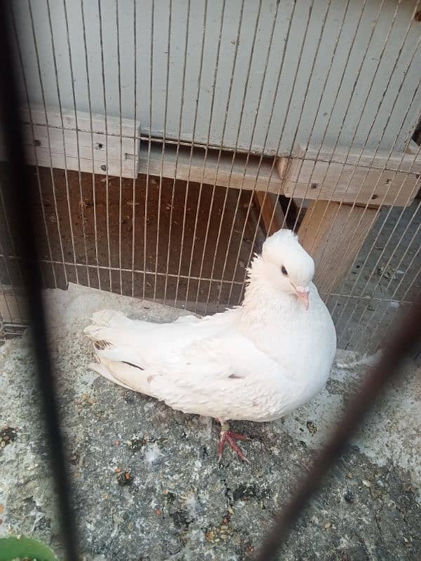 backfirl lucky male female sale 03069695499 1