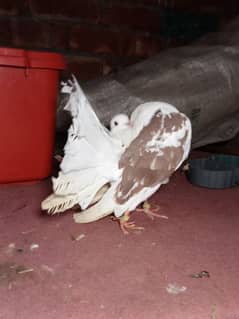 English lucky pair male female sale 03069695499