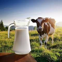 Fresh Cow milk 100 percent pure