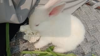 rabbit/Angora male hand tamed friendly 03224186572