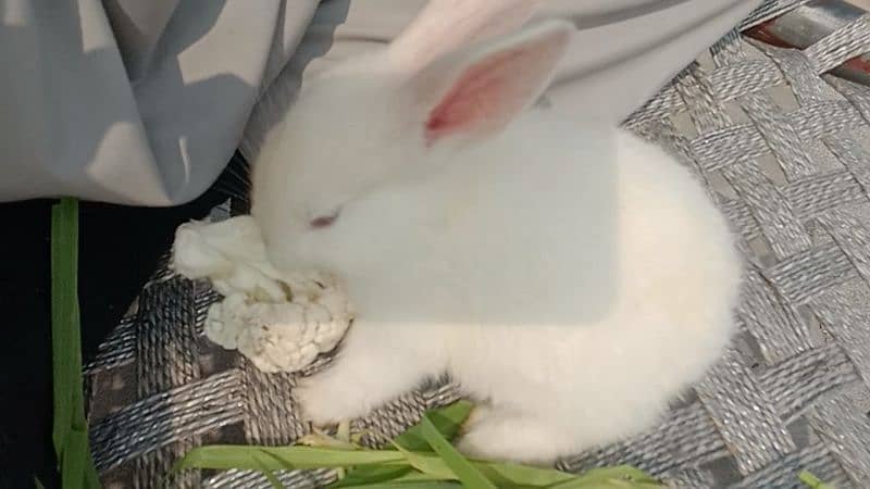 rabbit/Angora male hand tamed friendly 03224186572 0