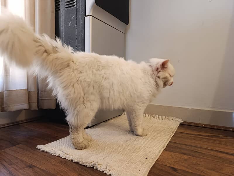 Persian Male Cat Double Coat Long Fur For Sale 2