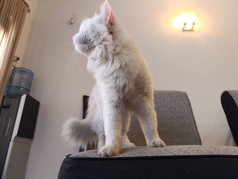 Persian Male Cat Double Coat Long Fur For Sale 3