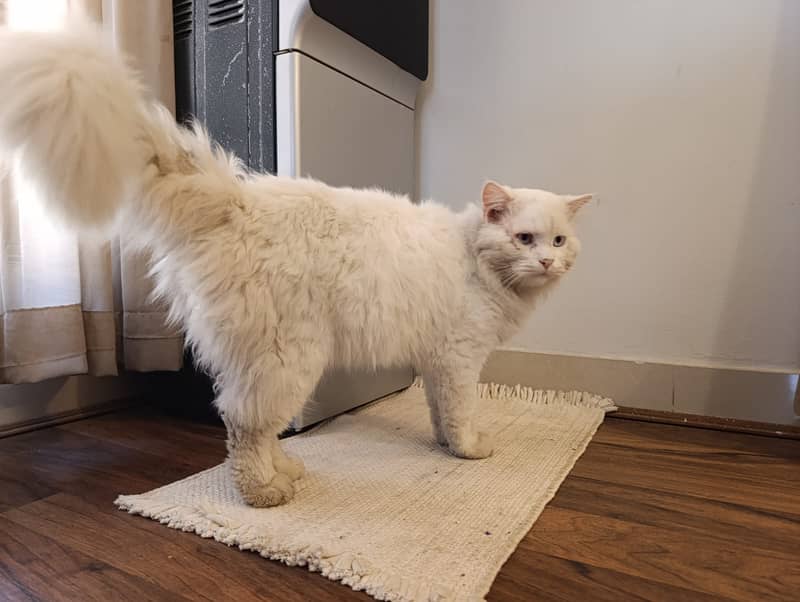 Persian Male Cat Double Coat Long Fur For Sale 4