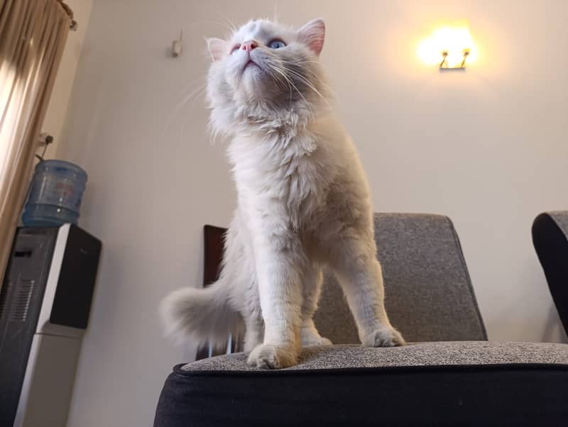 Persian Male Cat Double Coat Long Fur For Sale 5