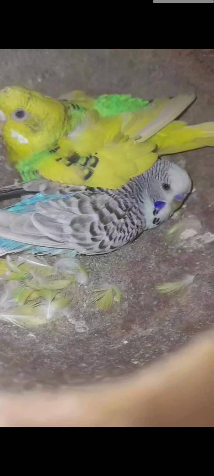 Exhibition Breeder pair  And Cage For sale۔ 1