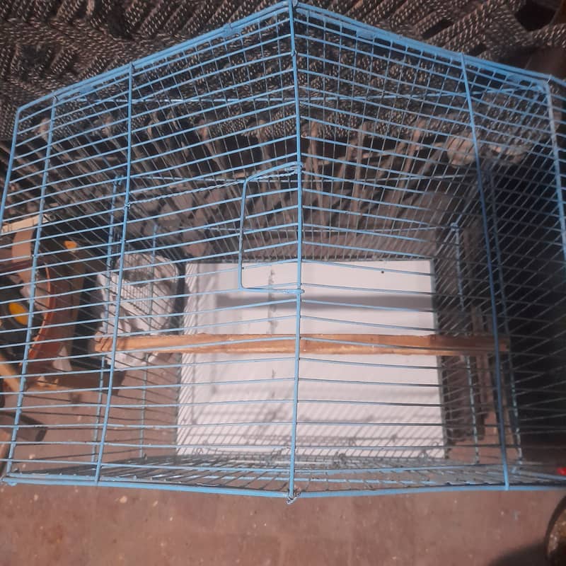 Exhibition Breeder pair  And Cage For sale۔ 5