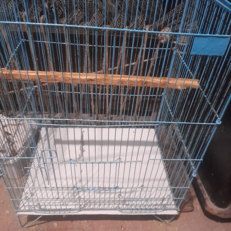 Exhibition Breeder pair  And Cage For sale۔ 6