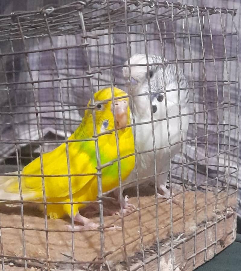 Exhibition Breeder pair  And Cage For sale۔ 8