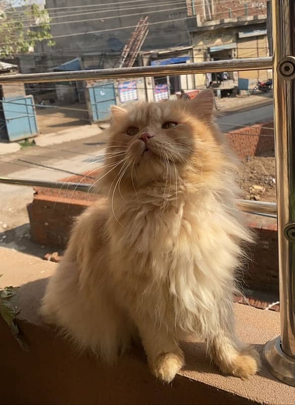 persian cat male 0