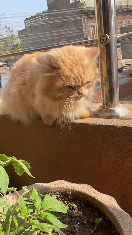 persian cat male 1