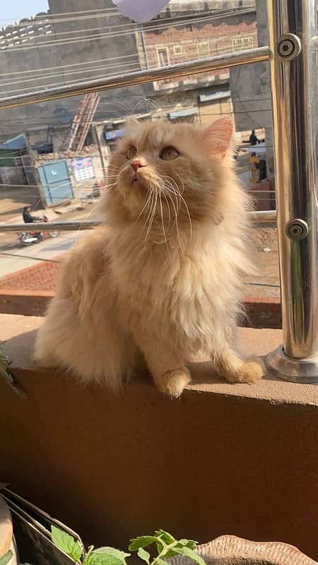 persian cat male 2