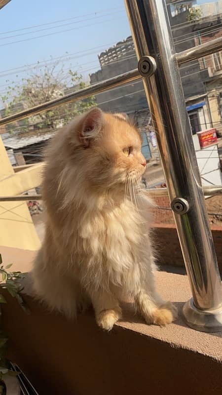 persian cat male 3