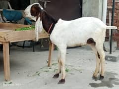 Bakra