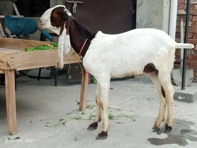 Bakra 0