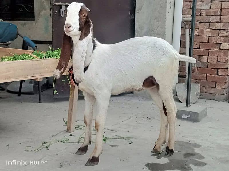 Bakra 1