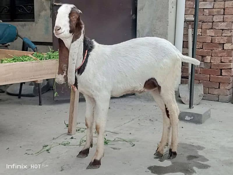 Bakra 2