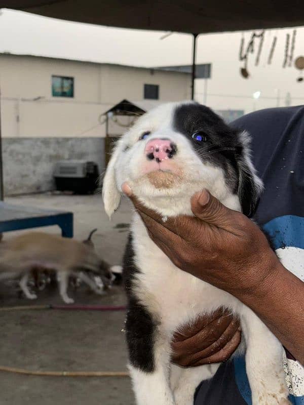 Afghan Kuchi male and female for sale 1