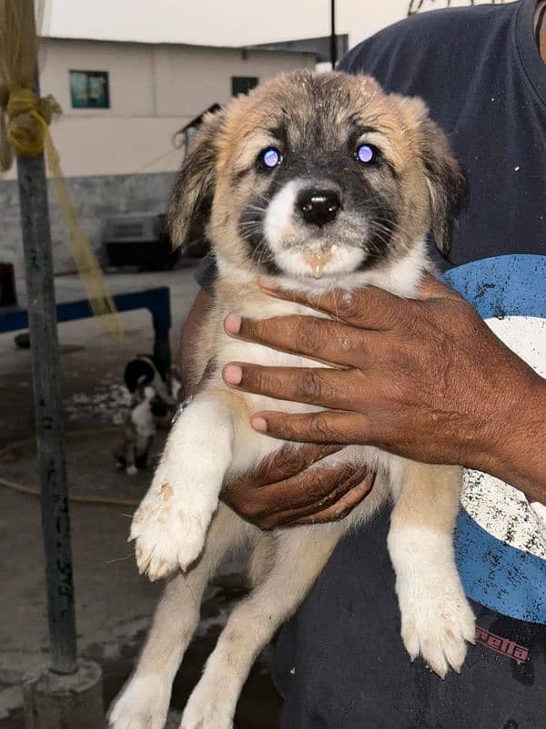 Afghan Kuchi male and female for sale 3