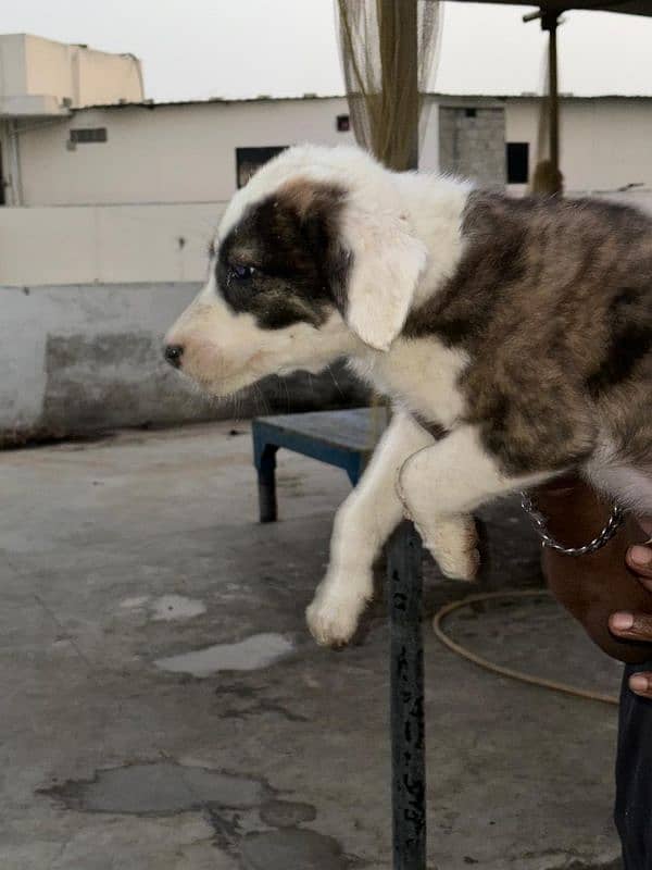 Afghan Kuchi male and female for sale 4