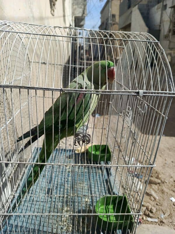 raw parrot available 0