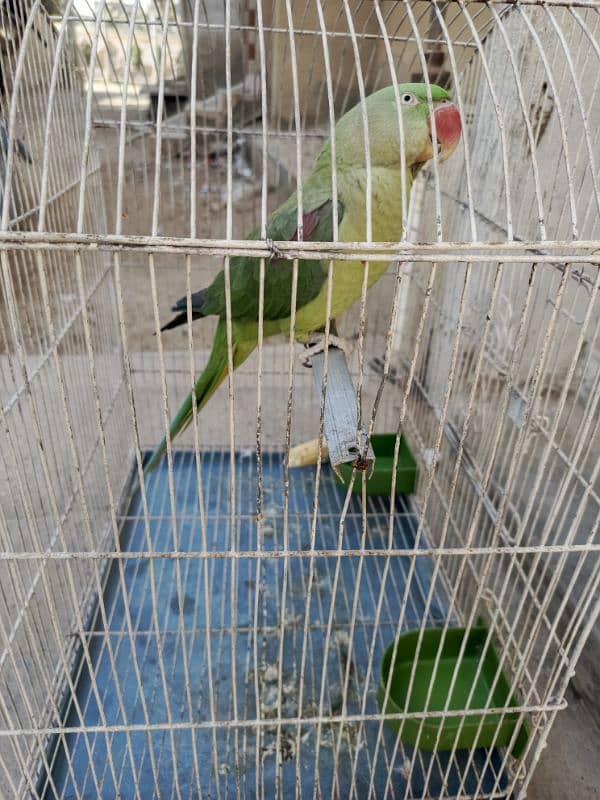 raw parrot available 2