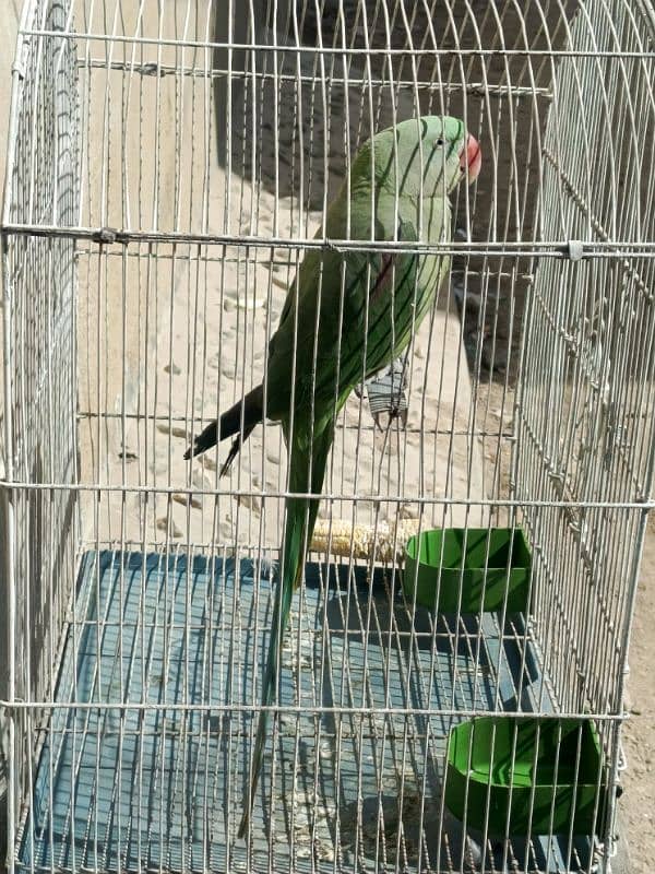 raw parrot available 3