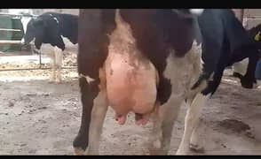 Australian cow 1st lactation