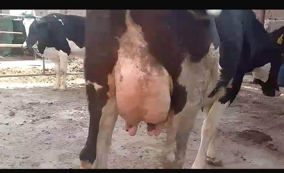 Australian cow 1st lactation 0