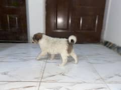 Saint Bernard puppies pair