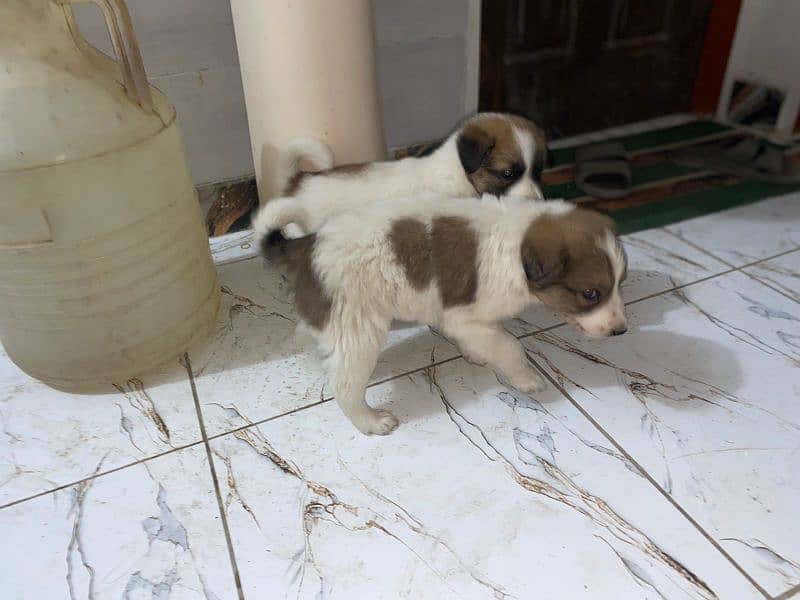 Saint Bernard puppies pair 1