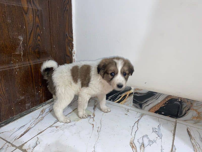 Saint Bernard puppies pair 2