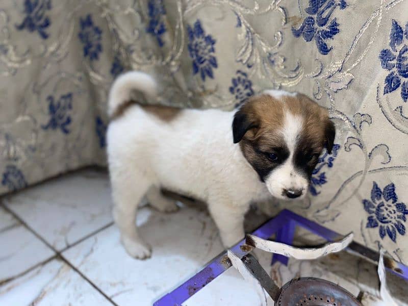 Saint Bernard puppies pair 3