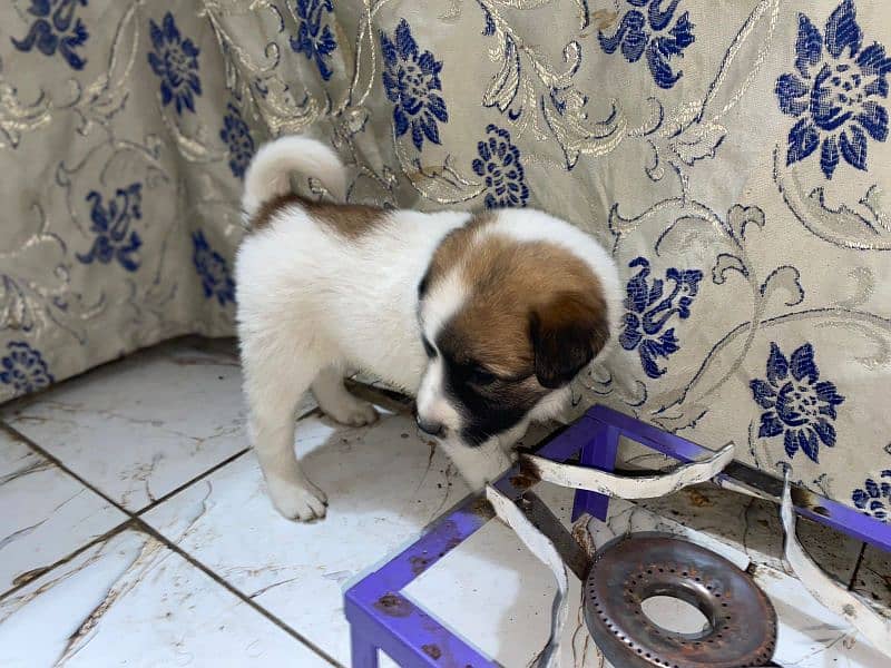 Saint Bernard puppies pair 4