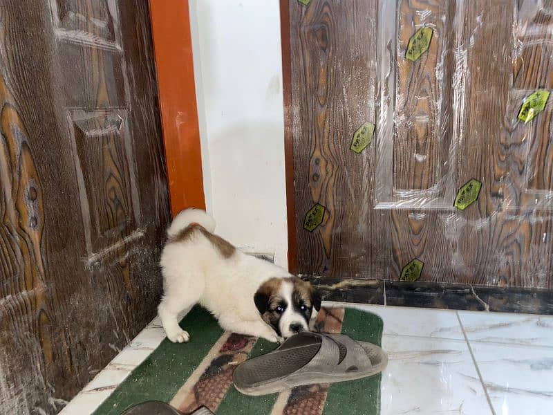 Saint Bernard puppies pair 5