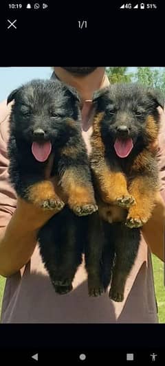 German shepherd puppy pair age 2 months  available for sale