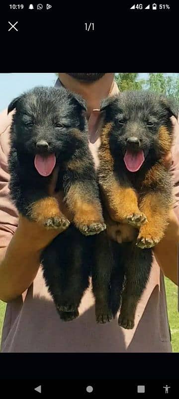 German shepherd puppy pair 2 months available for sale 3115195622wtsap 0