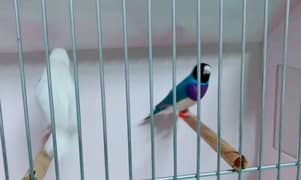 Blue gouldian