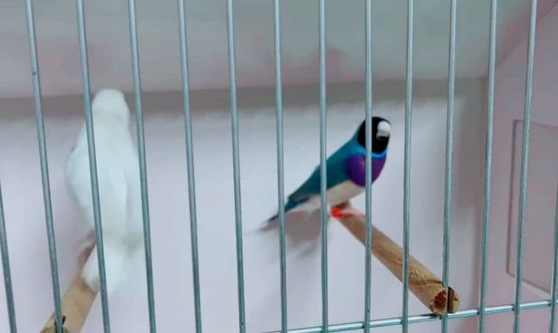 Blue gouldian 0