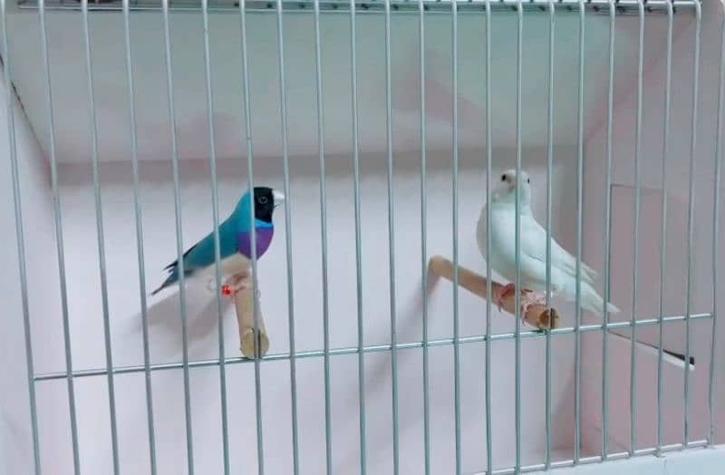 Blue gouldian 2