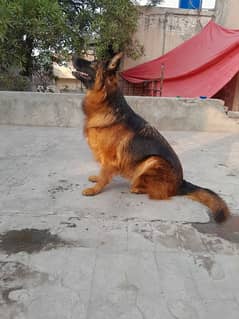 german shepard female