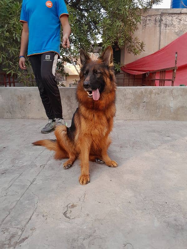 german shepard female 1