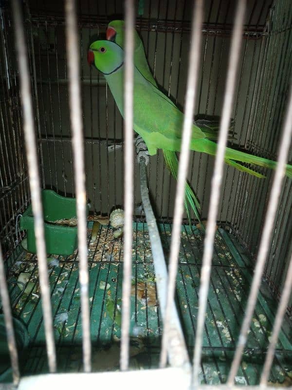 Talking Ringneck Parrot Contact 03362838259 1